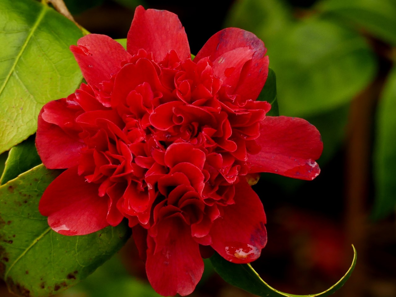 C. japonica 'Takanini'